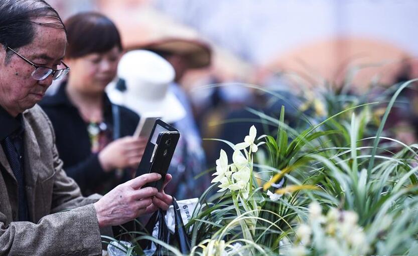 貴陽:賞蘭品香迎春到