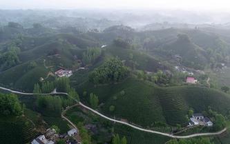 河南信陽:茶山春色