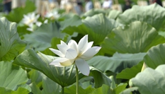 河北隆堯:夏日荷塘引客來