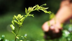 重慶黔江:藤蔓長成致富茶