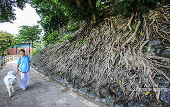 南寧:"樹堅強"扎根古城墻 根系發達撐破墻體