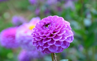 宛如童話世界!昆明撈魚河濕地公園8萬株大麗花綻放