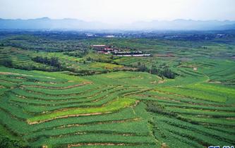 河北盧龍:“坡改梯”讓貧地變沃土