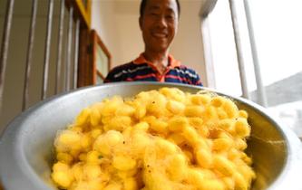 蠶農(nóng)陳東日:我的夢想是彩色的