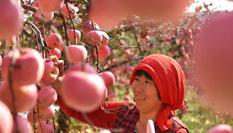 山東沂源:蘋果豐收醉金秋