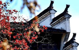 白墻黛瓦映紅葉 江西婺源篁嶺古村秋色動人