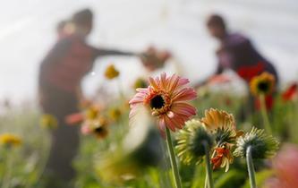 江蘇泗洪:寒冬時節大棚鮮花俏