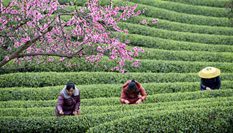 貴州余慶:搶采“明前茶”