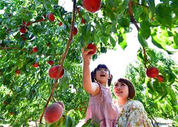 河北灤州:荒山變身富農生態園
