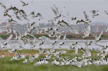 河北:壩上濕地遺鷗舞