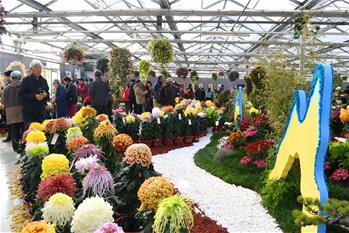 北京豐臺:金秋賞菊正當時