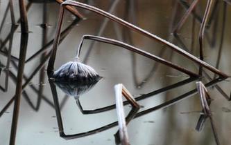 江蘇揚(yáng)州:冰荷別樣美