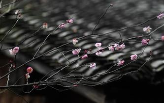 西溪濕地:早春時節 曲水尋梅