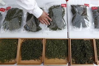 安徽黃山:徽州民間斗茶香