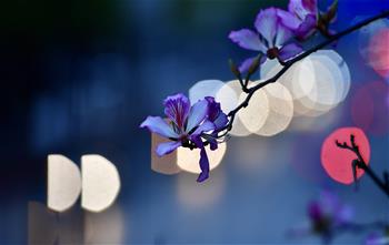 廣西柳州:繁花綠葉春正濃