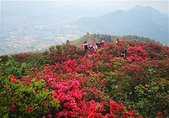 貴州丹寨:嶺上開遍映山紅