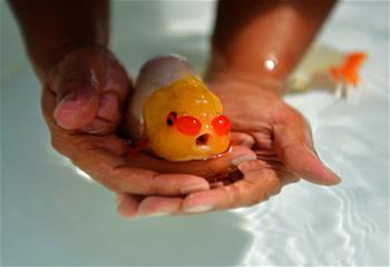 福州:選優質金魚 赴故宮參展