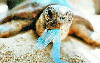 你隨手一扔,也許就毀掉它們的一生!