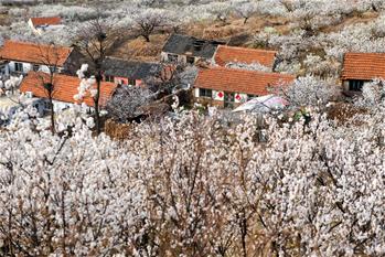 青島嶗山:杏花漫野