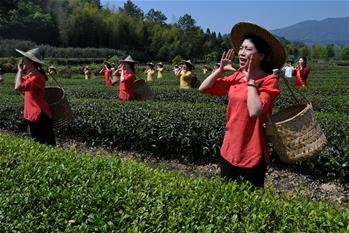 武夷山:“喊山”采茶