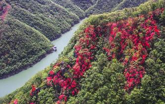 安徽金寨:山野開遍映山紅