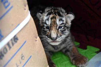 虎寶寶“幼兒園”:奶瓶隔尿墊一樣都不能少