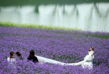 貴州甕安:荒坡變花海 美景引客來(lái)