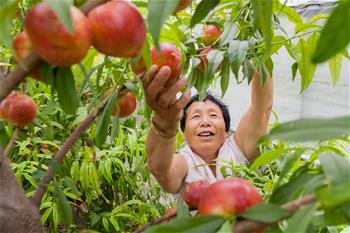 山東高青:舊村復墾變良田