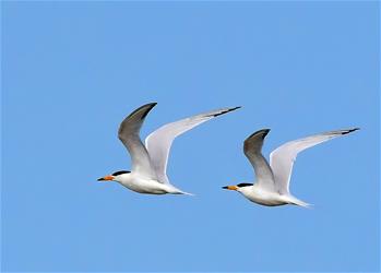 特寫(xiě):“神話之鳥(niǎo)”的“閩江口舞步”