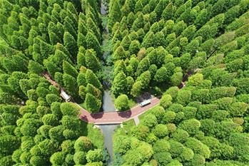 江蘇東臺:森林氧吧醉游人