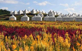 云南羅平:七彩花田美如畫