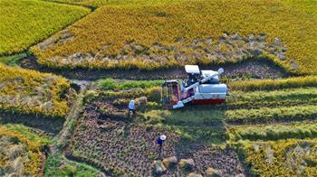 江西永豐:秋收畫卷