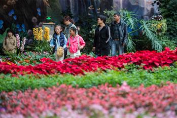 云南昆明:“花之城”游人多