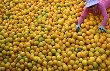 江西:“臍橙之鄉(xiāng)”豐收采摘忙