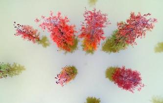 江西永豐:初冬時(shí)節(jié)水杉紅